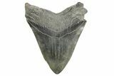 Fossil Megalodon Tooth - South Carolina #365703-2